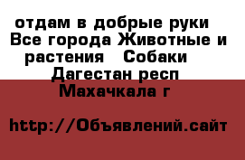 отдам в добрые руки - Все города Животные и растения » Собаки   . Дагестан респ.,Махачкала г.